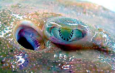 Raja asterias_003.jpg